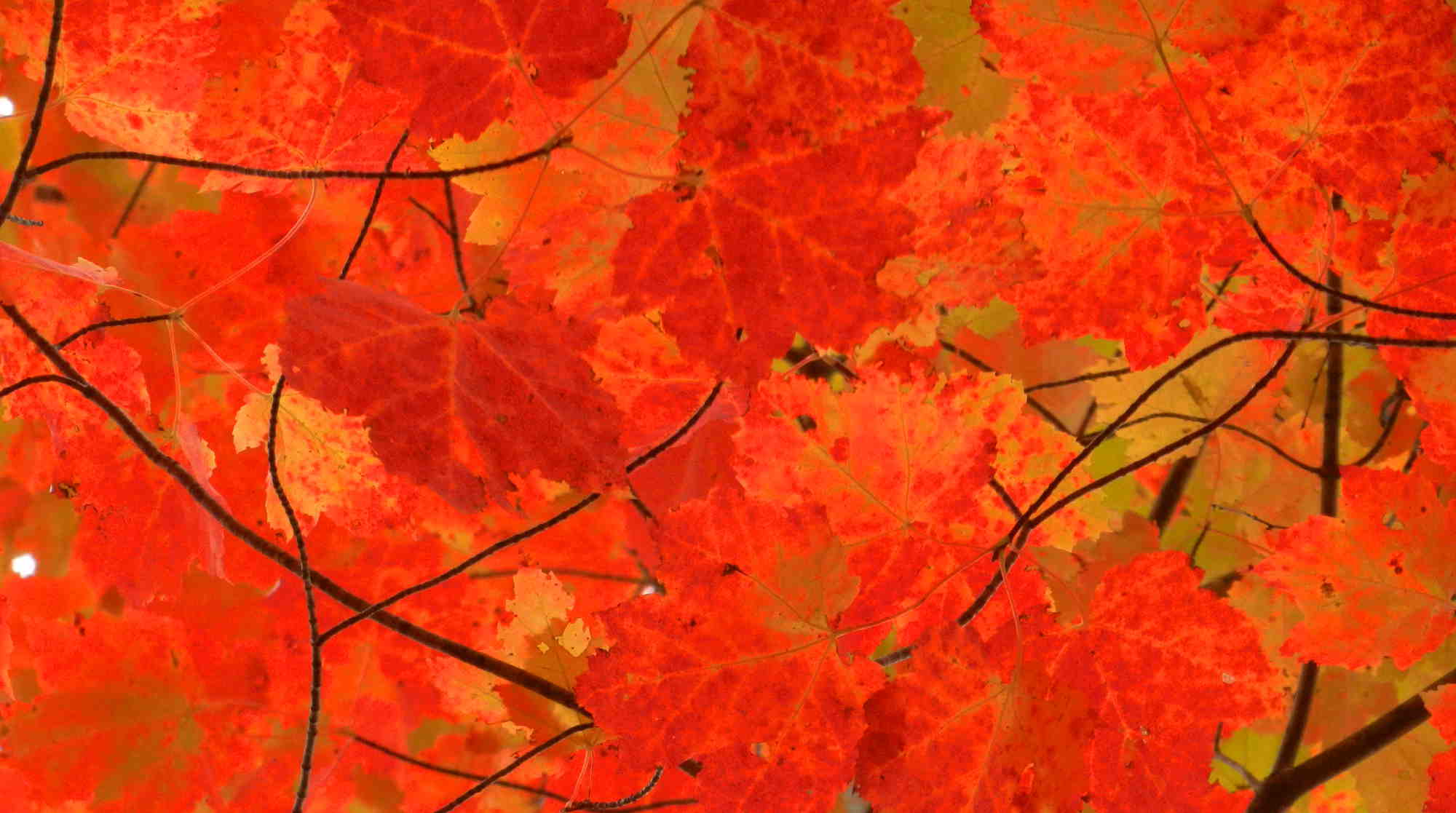 5_autumn_leaves.jpg